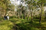 Potret pengelolaan hutan tanaman rakyat di Lubuk Seberuk Sumsel
