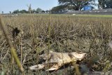 Bangkai ikan mengering di dasar Waduk Notopuro di Kabupaten Madiun, Jawa Timur, Minggu (30/6/2019). Waduk seluas 2.443 haktare tersebut airnya menyusut hingga sebagian dasar waduk mulai mengering. Antara Jatim/Siswowidodo/zk.