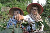 Pengunjung objek wisata Plaza Rengganis memetik kopi di Desa Baderan, Kecamatan Sumbermalang, Kabupaten Situbondo, Jawa Timur, Minggu (30/6/2019). Objek wisata alam Plaza Rengganis menjadi tujuan wisata alternatif pada libur panjang sekolah. Antara Jatim/Novi Husdinariyanto/zk.