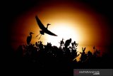 Panorama burung kuntul kecil (Egretta garzetta) yang kembali ke hutan manggrove saat matahari terbenam di Lambada, Aceh Besar, Senin (01/07/2019). Pemandangan ribuan burung dari keluarga Ardeidae yang mempunyai ciri-ciri berkaki dan berleher panjang serta tersebar di seluruh dunia itu menjadi daya tarik tersendiri bagi warga yang melintas di jalan Banda Aceh-Krueng Raya. (Antara Aceh / Irwansyah Putra)