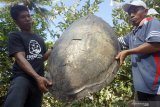 Warga menunjukkan cangkang penyu hijau (Chelonia Mydas) dewasa berukuran panjang 1 mter dan lebar 70 centimeter di pesisir Desa Jengglungharjo, Tulungagung, Jawa Timur, Senin (1/7/2019). Cangkang penyu langka itu ditemukan warga di dalam kawasan lindung pesisir pantai setempat, sekitar akhir pertengahan Juni dan diduga korban pembantaian pemburu penyu yang masih marak terjadi di daerah tersebut. Antara Jatim/Destyan Sujarwoko/zk.