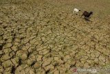 Warga menggembala kambing di lahan kering yang ditanami padi berusia satu bulan, Kampung Cimanggu, Kabupaten Tasikmalaya, Jawa Barat, Selasa (2/7/2019). Pemrov Jabar menyebut sebanyak 8.644 hektare lahan pertanian di Jabar mengalami kekeringan pada musim kemarau. ANTARA JABAR/Adeng Bustomi/agr