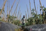 Pekerja menyiram tanaman cabai menggunakan selang air sepanjang 200 meter di Kampung Cicariu, Kabupaten Tasikmalaya, Jawa Barat, Selasa (2/7/2019). Petani Cabai terpaksa menambah biaya perawatan tanaman cabai karena kekurangan air akibat musim kemarau, dengan biaya Rp300 ribu per hari untuk menyiram 2.000 pohon cabai dan berharap saat musim panen tiba harga cabai stabil sehingga bisa menutupi biaya produksi. ANTARA JABAR/Adeng Bustomi/agr