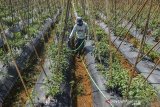 Pekerja menyiram tanaman cabai menggunakan selang air sepanjang 200 meter di Kampung Cicariu, Kabupaten Tasikmalaya, Jawa Barat, Selasa (2/7/2019). Petani Cabai terpaksa menambah biaya perawatan tanaman cabai karena kekurangan air akibat musim kemarau, dengan biaya Rp300 ribu per hari untuk menyiram 2.000 pohon cabai dan berharap saat musim panen tiba harga cabai stabil sehingga bisa menutupi biaya produksi. ANTARA JABAR/Adeng Bustomi/agr