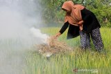 Seorang warga membakar rumput di pematang sawah untuk mengusir hama walang sangit, di area persawahan Desa Pinem, Kecamatan Samatiga, Aceh Barat, Rabu (3/7/2019). Pengusiran hama dengan cara tradisional tersebut selain menghemat biaya juga dapat menghindari dampak dari penggunaan pestisida. (Antara Aceh/Syifa Yulinnas)