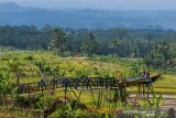 Pengunjung berswafoto di Ekowisata Kampoeng Sawah di Desa Talagasari, Kabupaten Ciamis, Jawa Barat, Rabu (3/7/2019). Ekowisata Kampoeng Sawah dikelola oleh Badan Usaha Milik Desa (Bumdes) Wibawamukti yang dibangun di tengah area persawahan dengan konsep wisata swafoto dan wisata edukasi dikelilingi beraneka bunga. ANTARA JABAR/Adeng Bustomi/agr