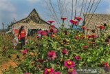 Pengunjung berswafoto di Ekowisata Kampoeng Sawah di Desa Talagasari, Kabupaten Ciamis, Jawa Barat, Rabu (3/7/2019). Ekowisata Kampoeng Sawah dikelola oleh Badan Usaha Milik Desa (Bumdes) Wibawamukti yang dibangun di tengah area persawahan dengan konsep wisata swafoto dan wisata edukasi dikelilingi beraneka bunga. ANTARA JABAR/Adeng Bustomi/agr