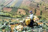 Petani membawa hasil panen kubis dengan sepeda motor di Cimenyan, Kabupaten Bandung, Jawa Barat, Rabu (3/7/2019). Menurut petani setempat, harga kubis bertahan Rp 3.500 per kilogram atau naik dari Rp.2.500 per kilogram sejak dua minggu yang lalu karena tingginya permintaan pasar. ANTARA JABAR/Reival Akbar/agr