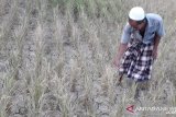 Jawa-Bali dan Nusa Tenggara potensi kekeringan meteorologis