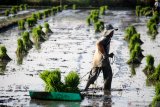 Petani menyiapkan bibit padi untuk ditanam di areal persawahan kawasan Candi, Sidoarjo, Jawa Timur, Selasa (2/7/2019). Sebagian besar petani dikawasan tersebut lebih menyukai tanam padi secara manual disebabkan petani masih kesulitan mengoperasikan mesin untuk tanam padi. Antara Jatim/Umarul Faruq/zk