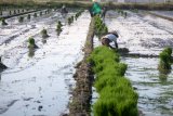 Petani menyiapkan bibit padi untuk ditanam di areal persawahan kawasan Candi, Sidoarjo, Jawa Timur, Selasa (2/7/2019). Sebagian besar petani dikawasan tersebut lebih menyukai tanam padi secara manual disebabkan petani masih kesulitan mengoperasikan mesin untuk tanam padi. Antara Jatim/Umarul Faruq/zk