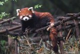 Seekor Panda Merah (Ailurus fulgens) melintas di atas tangga taman di Pusat Penelitian dan Pengembangbiakan Panda Raksasa di Chengdu, China, Kamis (4/7/2019). Panda Merah merupakan salah satu binatang yang dllindungi di China dan masuk dalam binantang langka menurut International Union for Conservation of Nature karena populasinya diperkirakan kurang dari 10.000 ekor.  Antara Jatim/Zabur Karuru