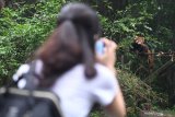 Pengunjung mengambil gambar seekor Panda Merah (Ailurus fulgens) melintas di atas tangga taman di Pusat Penelitian dan Pengembangbiakan Panda Raksasa di Chengdu, China, Kamis (4/7/2019). Panda Merah merupakan salah satu binatang yang dllindungi di China dan masuk dalam binantang langka menurut International Union for Conservation of Nature karena populasinya diperkirakan kurang dari 10.000 ekor.  Antara Jatim/Zabur Karuru