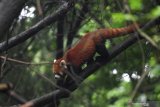 PANDA MERAH CHENGDU. Seekor Panda Merah (Ailurus fulgens) melintas di atas pohon di Pusat Penelitian dan Pengembangbiakan Panda Raksasa di Chengdu, China, Kamis (4/7/2019). Panda Merah merupakan salah satu binatang yang dllindungi di China dan masuk dalam binantang langka menurut International Union for Conservation of Nature karena populasinya diperkirakan kurang dari 10.000 ekor.  Antara Jatim/Zabur Karuru