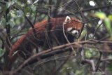 Seekor Panda Merah (Ailurus fulgens) melintas di atas pohon di Pusat Penelitian dan Pengembangbiakan Panda Raksasa di Chengdu, China, Kamis (4/7/2019). Panda Merah merupakan salah satu binatang yang dllindungi di China dan masuk dalam binantang langka menurut International Union for Conservation of Nature karena populasinya diperkirakan kurang dari 10.000 ekor.  ANTARA FOTO/Zabur KaruruANTARA FOTO/ZABUR_KARURU (ANTARA FOTO/ZABUR_KARURU)