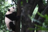 Seekor Panda Raksasa (Ailuropoda melanoleuca) memanjat pohon di Pusat Penelitian dan Pengembangbiakan Panda Raksasa di Chengdu, China, Kamis (4/7/2019). Sedikitnya 198 ekor panda telah dikembangbiakan di tempat tersebut  dan 100 diantaranya telah disebar ke seluruh dunia sebagai bahan penelitian dan duta persahabatan, dua diantaranya ada di Indonesia. ANTARA FOTO/Zabur KaruruANTARA FOTO/ZABUR_KARURU (ANTARA FOTO/ZABUR_KARURU)