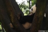 Seekor Panda Raksasa (Ailuropoda melanoleuca) beristirahat di pohon di Pusat Penelitian dan Pengembangbiakan Panda Raksasa di Chengdu, China, Kamis (4/7/2019). Sedikitnya 198 ekor panda telah dikembangbiakan di tempat tersebut  dan 100 diantaranya telah disebar ke seluruh dunia sebagai bahan penelitian dan duta persahabatan, dua diantaranya ada di Indonesia. Antara Jatim/Zabur Karuru