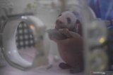 Petugas merawat bayi Panda Raksasa (Ailuropoda melanoleuca) di Pusat Penelitian dan Pengembangbiakan Panda Raksasa di Chengdu, China, Kamis (4/7/2019). Sedikitnya 198 ekor panda telah dikembangbiakan di tempat tersebut  dan 100 diantaranya telah disebar ke seluruh dunia sebagai bahan penelitian dan duta persahabatan, dua diantaranya ada di Indonesia. Antara Jatim/Zabur Karuru