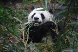 Seekor Panda Raksasa (Ailuropoda melanoleuca) memakan daun bambu yang disediakan petugas di Pusat Penelitian dan Pengembangbiakan Panda Raksasa di Chengdu, China, Kamis (4/7/2019). Sedikitnya 198 ekor panda telah dikembangbiakan di tempat tersebut  dan 100 diantaranya telah disebar ke seluruh dunia sebagai bahan penelitian dan duta persahabatan, dua diantaranya ada di Indonesia. Antara Jatim/Zabur Karuru