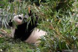 Seekor Panda Raksasa (Ailuropoda melanoleuca) memakan daun bambu yang disediakan petugas di Pusat Penelitian dan Pengembangbiakan Panda Raksasa di Chengdu, China, Kamis (4/7/2019). Sedikitnya 198 ekor panda telah dikembangbiakan di tempat tersebut  dan 100 diantaranya telah disebar ke seluruh dunia sebagai bahan penelitian dan duta persahabatan, dua diantaranya ada di Indonesia. Antara Jatim/Zabur Karuru