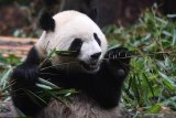 Seekor Panda Raksasa (Ailuropoda melanoleuca) memakan daun bambu yang disediakan petugas di Pusat Penelitian dan Pengembangbiakan Panda Raksasa di Chengdu, China, Kamis (4/7/2019). Sedikitnya 198 ekor panda telah dikembangbiakan di tempat tersebut  dan 100 diantaranya telah disebar ke seluruh dunia sebagai bahan penelitian dan duta persahabatan, dua diantaranya ada di Indonesia. Antara Jatim/Zabur Karuru
