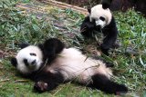 Dua ekor Panda Raksasa (Ailuropoda melanoleuca) memakan daun bambu yang disediakan petugas di Pusat Penelitian dan Pengembangbiakan Panda Raksasa di Chengdu, China, Kamis (4/7/2019). Sedikitnya 198 ekor panda telah dikembangbiakan di tempat tersebut  dan 100 diantaranya telah disebar ke seluruh dunia sebagai bahan penelitian dan duta persahabatan, dua diantaranya ada di Indonesia. Antara Jatim/Zabur Karuru