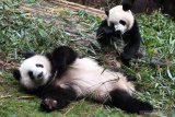 100 panda di Chengdu menjadi duta di beberapa negara