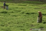 Peternak mencari rumput untuk pakan ternak di Tundagan, Kota Tasikmalaya, Jawa Barat, Kamis (4/7/2019). Sebagian besar peternak sapi dan kambing di wilayah Tasikmalaya kesulitan mendapatkan rumput pakan ternak saat musim kemarau saat ini sehingga harus mencari rumput di tempat lain yang jaraknya hingga belasan kilometer. ANTARA JABAR/Adeng Bustomi/agr