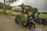 Peternak mengangkut rumput menggunakan sepeda motor melintas di Tundagan, Kota Tasikmalaya, Jawa Barat, Kamis (4/7/2019). Sebagian besar peternak sapi dan kambing di wilayah Tasikmalaya kesulitan mendapatkan rumput pakan ternak saat musim kemarau saat ini sehingga harus mencari rumput di tempat lain yang jaraknya hingga belasan kilometer. ANTARA JABAR/Adeng Bustomi/agr