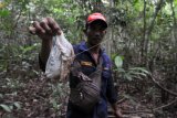 Seorang penjaga hutan menunjukan sampah bekas popok yang ditemukan di dalam kawasan Taman Nasional Berbak dan Sembilang (TNBS), Simpang Bungur, Tanjungjabung Timur, Jambi, Rabu (3/7/2019). Temuan sampah rumah tangga yang diperkirakan hanyut terbawa arus sungai yang dipengaruhi musim pasang naik/surut air laut itu menjadi ancaman bagi ekosistem kawasan konservasi hutan rawa terluas di Asia Tenggara (142.750 hektare) tersebut. ANTARA FOTO/Wahdi Septiawan/wsj.