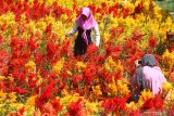 Wisatawan memotret rekannya di Taman Bunga Soeratmo, Ngale, Ngawi, Jawa Timur, Minggu (7/7/2019). Pemerintah desa setempat membangun taman wisata bunga di area persawahan yang tidak produktif agar lebih bermanfaat sekaligus menarik wisatawan agar datang berkunjung terutama saat liburan sekolah. Antara Jatim/Ari Bowo Sucipto/zk