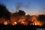 Kebakaran ilalang dan semak belukar di areal perumahan Desa Sumberkolak, Panarukan, Situbondo, Jawa Timur, Senin (8/7/2019). Sejumlah warga memadamkan ilalang dan semak belukar yang terbakar karena udara panas agar tidak merambat ke rumah penduduk. Antara Jatim/Seno/zk