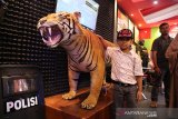 Pengunjung menyaksikan offset harimau sumatera (Pathera tigris sumatrae) di stand pameran Direktur Reserse Kriminal Khusus Polda Aceh saat berlangsung pameran Aceh Police Expo 3 tahun 2019 di Banda Aceh, Aceh, Selasa (9/7/2019). Barang bukti sitaan polisi dua ekor offset harimau dan seekor offset beruang madu itu turut ditampilkan meramaikan kegiatan pameran Aceh Police Expo 3 tahun 2019 diikuti sejumlah peserta dari instansi pemerintah, BUMN, TNI dan pelaku usaha kecil dan menengah berlangsung dari tanggal 8 - 13 Juli 2019 dalam rangka HUT ke 73 Bhayangkara Polri di Aceh. (Antara Aceh/Ampelsa)