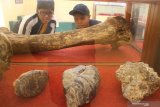 Pengunjung melihat koleksi fosil tulang gajah purba yang dipajang usai menjalani tahap penelitian di Museum Trinil, Ngawi, Jawa Timur, Selasa (9/7/2019).Pemerintah akan bekerjasama dengan Museum Leiden-Belanda untuk melakukan penelitian serta  penggalian fosil di kawasan sungai Bengawan Solo di sekitar Museum Trinil karena diduga masih banyak fosil yang terpendam guna  menambah koleksi museum dan kemajuan ilmu pengetahuan khususnya kepurbakalaan. Antara Jatim/Ari Bowo Sucipto/zk.