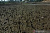 Warga membersihkan kayu bekas tanaman tembakau di dalam waduk Grojokan yang mulai mengering di Desa Pelabuhan, Kecamatan Plandaan, Jombang, Jawa Timur, Senin (8/7/2019). Musim kemarau yang mulai melanda 6 Kecamatan di Jombang membuat waduk tersebut yang sebelumnya digunakan untuk mengairi sekitar 700 hektar lahan pertanian mulai mengering dan tidak dapat digunakan untuk irigasi sawah karena hanya tersisa genangan air. Antara Jatim/Syaiful Arif/zk