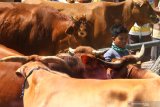 Peternak menunggui sapi miliknya yang dijual  pasar hewan, Ngawi, Jawa Timur, Rabu (10/7/2019). Pemerintah Provinsi Jatim menggenjot pelaksanaan program upaya khusus sapi indukan wajib bunting (Upsus Siwab) untuk memenuhi target pertumbuhan 3,5 persen dari populasi sapi di Jatim saat ini yang mencapai 4,6 juta ekor atau menyumbang 27 persen dari populasi sapi nasional guna mewujudkan swasembada daging sapi pada tahun 2026. Antara Jatim/Ari Bowo Sucipto/zk.