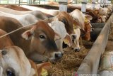 Jelang Idul Adha, Kementerian Pertanian antisipasi penyakit antraks pada ternak