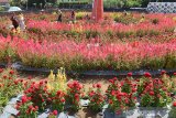 Wisatawan berswafoto di lokasi wahana wisata Taman Bunga Celosia, tanaman bunga dari famili Amaranthaceae, Gampong Beurawe,Kecamatan Kuta Alam, Banda Aceh, Aceh, Sabtu (13/7/2019). Agrowisata yang menawarkan keindahan taman bunga Celosia di pusat kota Banda Aceh itu, merupakan destinasi baru yang ramai dikunjungi wisatawan. (Antara Aceh/Ampelsa)