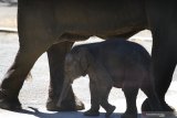 Bayi gajah sumatera (Elephas maximus sumatrenus) jantan yang diberi nama Dumbo berlindung di antara kedua kaki induknya di kandang Jatim Park 2, Batu, Jawa Timur, Sabtu (13/7/2019). Bayi gajah berumur dua minggu tersebut lahir dari induk gajah bernama Nazumi yang sebelumnya adalah gajah sirkus. Antara Jatim/Ari Bowo Sucipto/zk