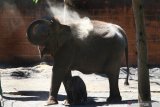 Bayi gajah sumatera (Elephas maximus sumatrenus) jantan yang diberi nama Dumbo berlindung di antara kedua kaki induknya di kandang Jatim Park 2, Batu, Jawa Timur, Sabtu (13/7/2019). Bayi gajah berumur dua minggu tersebut lahir dari induk gajah bernama Nazumi yang sebelumnya adalah gajah sirkus. Antara Jatim/Ari Bowo Sucipto/zk