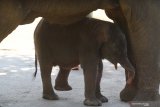 Bayi gajah sumatera (Elephas maximus sumatrenus) jantan yang diberi nama Dumbo berlindung di antara kedua kaki induknya di kandang Jatim Park 2, Batu, Jawa Timur, Sabtu (13/7/2019). Bayi gajah berumur dua minggu tersebut lahir dari induk gajah bernama Nazumi yang sebelumnya adalah gajah sirkus. Antara Jatim/Ari Bowo Sucipto/zk