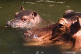 Bayi kuda nil (Hippotamus amphibius) betina yang diberi nama Sonya berenang bersama induknya di kolam Jatim Park 2, Batu, Jawa Timur, Sabtu (13/7/2019). Kelahiran satwa tersebut menambah populasi kuda nil di taman satwa tersebut menjadi empat ekor. Antara Jatim/Ari Bowo Sucipto/zk