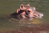 Bayi kuda nil (Hippotamus amphibius) betina yang diberi nama Sonya berenang bersama induknya di kolam Jatim Park 2, Batu, Jawa Timur, Sabtu (13/7/2019). Kelahiran satwa tersebut menambah populasi kuda nil di taman satwa tersebut menjadi empat ekor. Antara Jatim/Ari Bowo Sucipto/zk