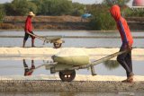 Petani memanen garam di Desa Tambak Cemandi, Sedati, Sidoarjo, Jawa Timur, Sabtu (13/7/2019). Harga garam terus mengalami penurunan sejak tahun 2018 dari Rp1.000 menjadi Rp300 per kg tahun 2019. Antara Jatim/Umarul Faruq/zk