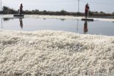 Petani memanen garam di Desa Tambak Cemandi, Sedati, Sidoarjo, Jawa Timur, Sabtu (13/7/2019). Harga garam terus mengalami penurunan sejak tahun 2018 dari Rp1.000 menjadi Rp300 per kg tahun 2019. Antara Jatim/Umarul Faruq/zk