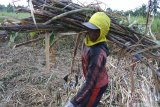 Pekerja menaikkan tebu ke truk di Desa Plalangan, Jangkar, Situbondo, Jawa Timur, Jumat (12/7/2019). Sejumlah petani tebu di Situbondo kecewa dan merugi karena Pabrik Gula Asembagus, Situbondo tidak beroperasi optimal setelah di revitalisasi dari kapasitas produksi/giling tebu dari 30 ribu kuintal menjadi 60 ribu kuintal per hari di musim giling dan petani tebu terpaksa menjual tebu ke pabrik gula di Pasuruan dan Malang. Antara Jatim/Seno/ZK