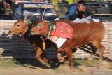 Joki memacu sepasang sapi kerapan saat uji coba di lapangan kerapan Desa Murtajih,  Pamekasan, Jawa Timur, Jumat (12/7/2019). Menjelang seleksi kerapan sapi Piala Presiden tingkat Kewedanan yang akan digelar sekitar Bulan Agustus-September, sejumlah pemilik sapi kerapan mulai melakukan persiapan. Antara Jatim/Saiful Bahri/zk.