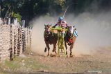 Joki memacu sepasang sapi kerapan saat uji coba di lapangan kerapan Desa Murtajih,  Pamekasan, Jawa Timur, Jumat (12/7/2019). Menjelang seleksi kerapan sapi Piala Presiden tingkat Kewedanan yang akan digelar sekitar Bulan Agustus-September, sejumlah pemilik sapi kerapan mulai melakukan persiapan. Antara Jatim/Saiful Bahri/zk.