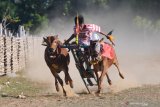 Joki memacu sepasang sapi kerapan saat uji coba di lapangan kerapan Desa Murtajih,  Pamekasan, Jawa Timur, Jumat (12/7/2019). Menjelang seleksi kerapan sapi Piala Presiden tingkat Kewedanan yang akan digelar sekitar Bulan Agustus-September, sejumlah pemilik sapi kerapan mulai melakukan persiapan. Antara Jatim/Saiful Bahri/zk.