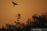 Sejumlah burung kuntul terbang dan bertengger di tangkai pohon bambu di Kampung Kreatif Blekok Rancabayawak, Gedebage, Bandung, Jawa Barat, Jum'at (12/7/2019). Berdasarkan penelitian Universitas Padjajaran 2017 populasi burung kuntul tersisa 2445 ekor dari 2700 ekor akibat penyusutan lahan sawah dan pembangunan perumahan. ANTARA JABAR/Reival Akbar R/agr